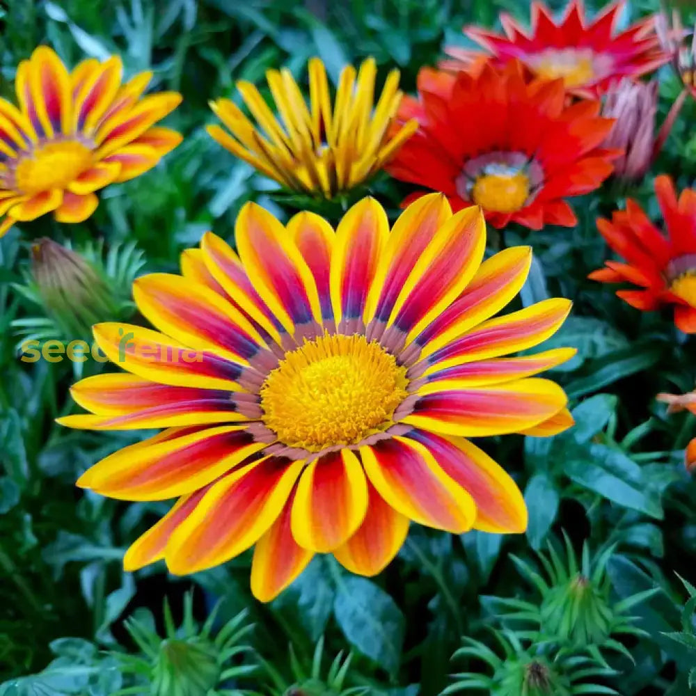 Red Yellow Gazania Flower Seeds Planting