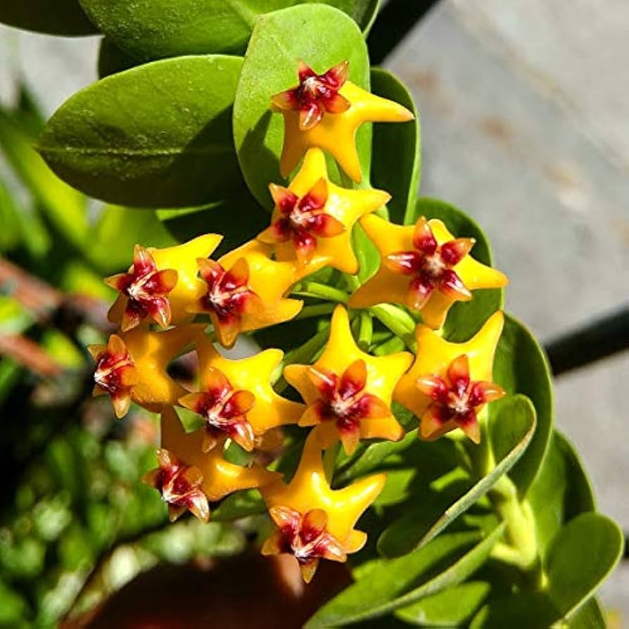 Red Yellow Hoya Flower Seeds for Planting