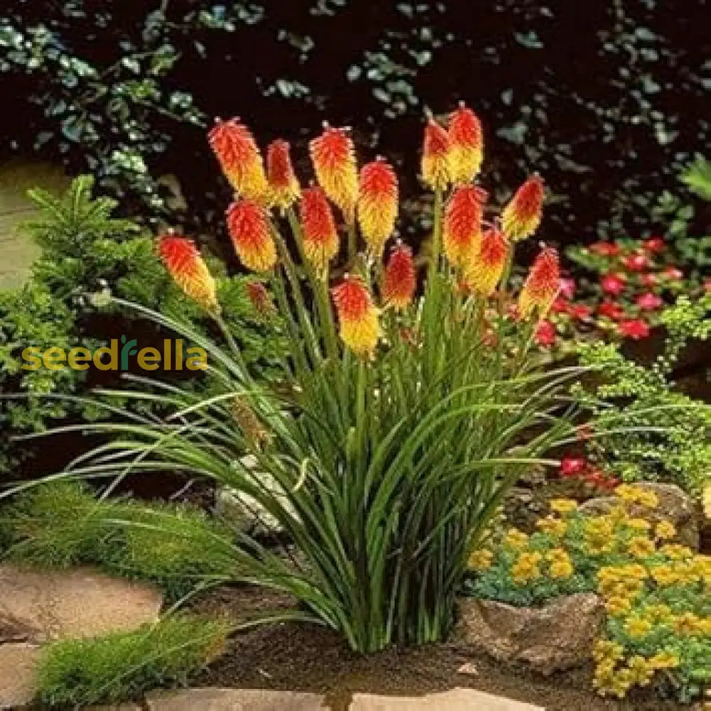 Red Yellow Kniphofia Seeds For Planting  Vibrant Flower Your Garden Plant Seeds