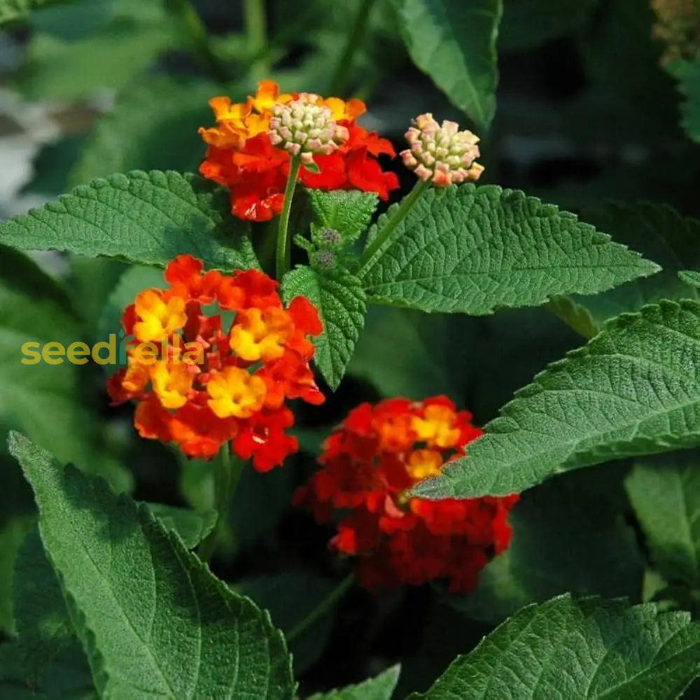 Red Yellow Lantana Flower Seeds Planting