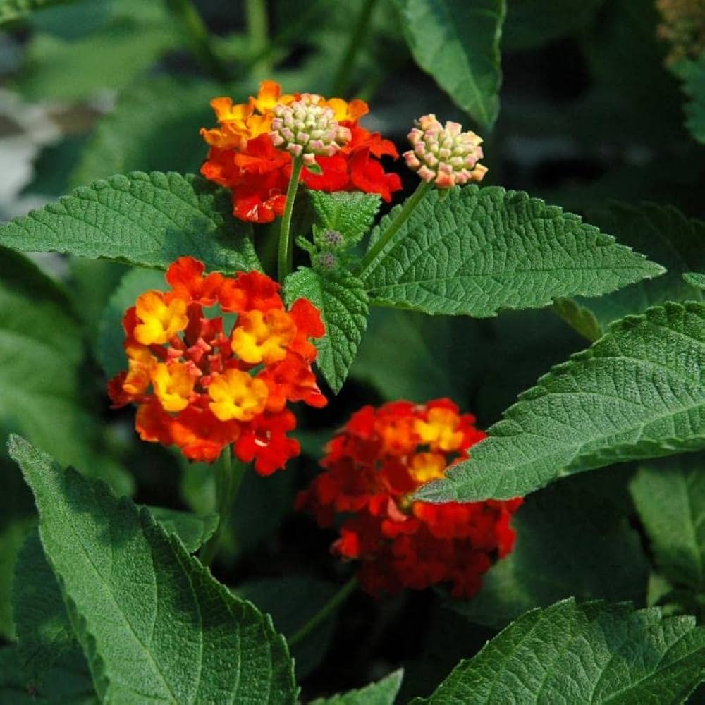 Red Yellow Lantana Flower Seeds for Planting