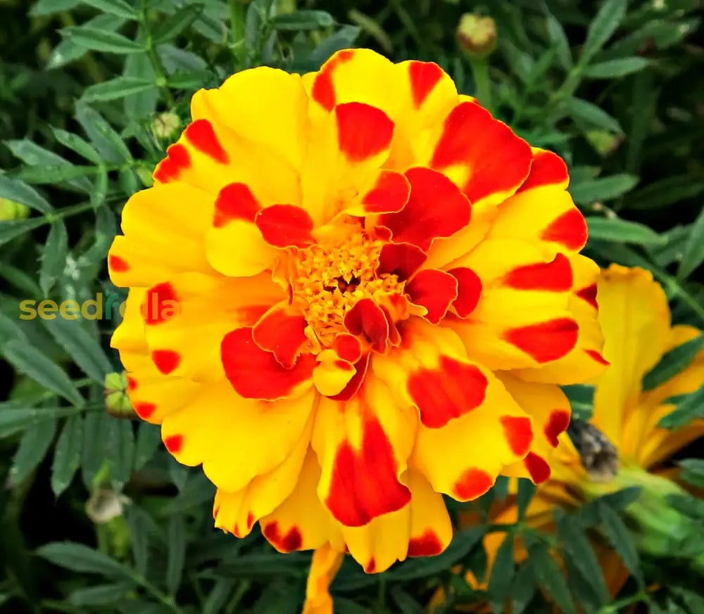 Red & Yellow Marigold Flower Seeds For Colorful Planting