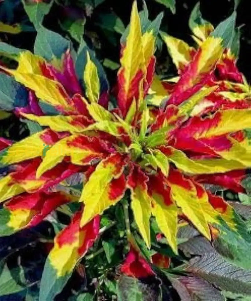 Red Yellow Poinsettia Flower Seeds For Planting  Vibrant Annual Blooms Plant Seeds