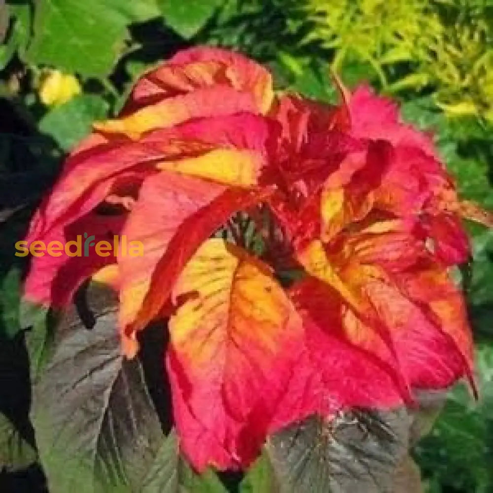 Red Yellow Poinsettia Flower Seeds For Planting  Vibrant Annual Blooms Plant Seeds