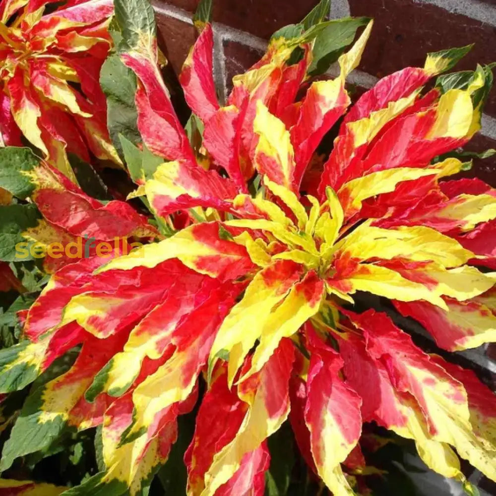 Red Yellow Poinsettia Flower Seeds For Planting  Vibrant Annual Blooms Plant Seeds