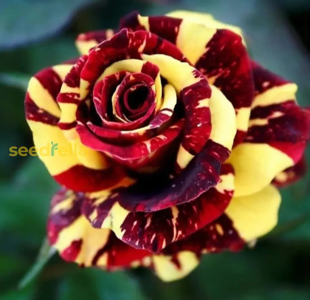 Red & Yellow Rose Flower Seeds - Vibrant Roses For Planting In Your Garden