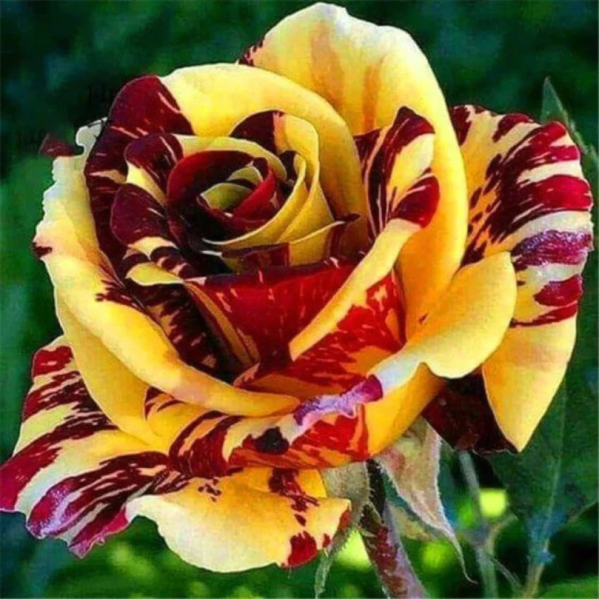 Red Yellow Rose Flower Seeds for Planting