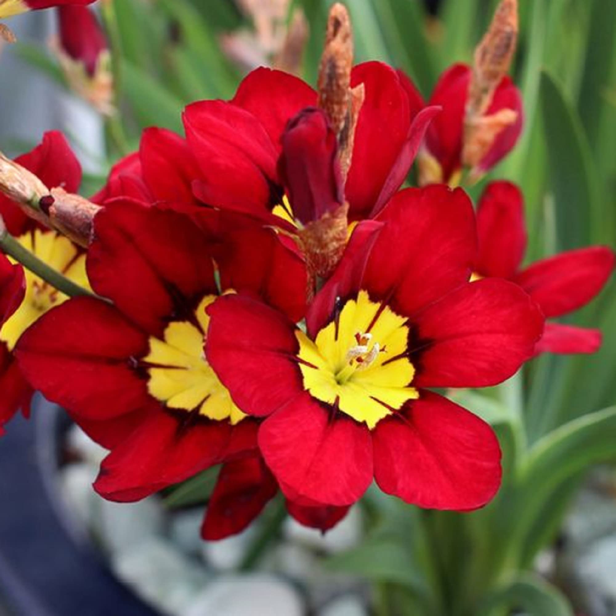 Red & Yellow Sparaxis Flower Seeds for Planting