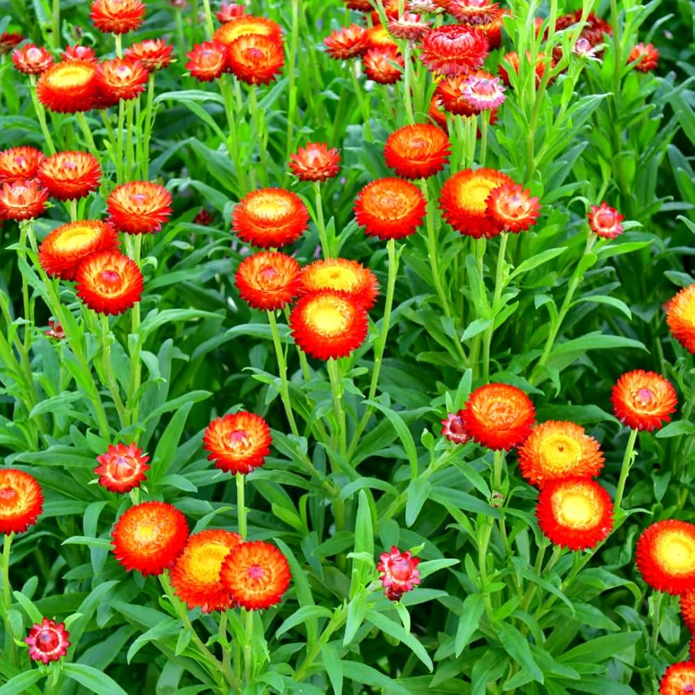 Red and Yellow Strawflower Seeds for Planting – Bright Blooms