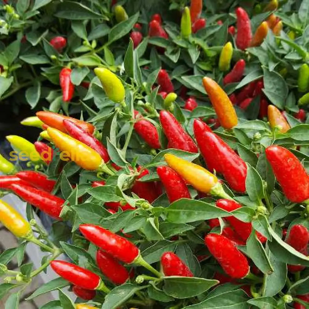 Red & Yellow Tabasco Pepper Seeds For Vegetable Gardens Seeds