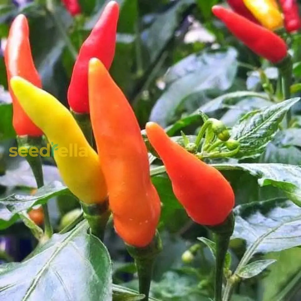 Red and Yellow Tabasco Peppers on plant