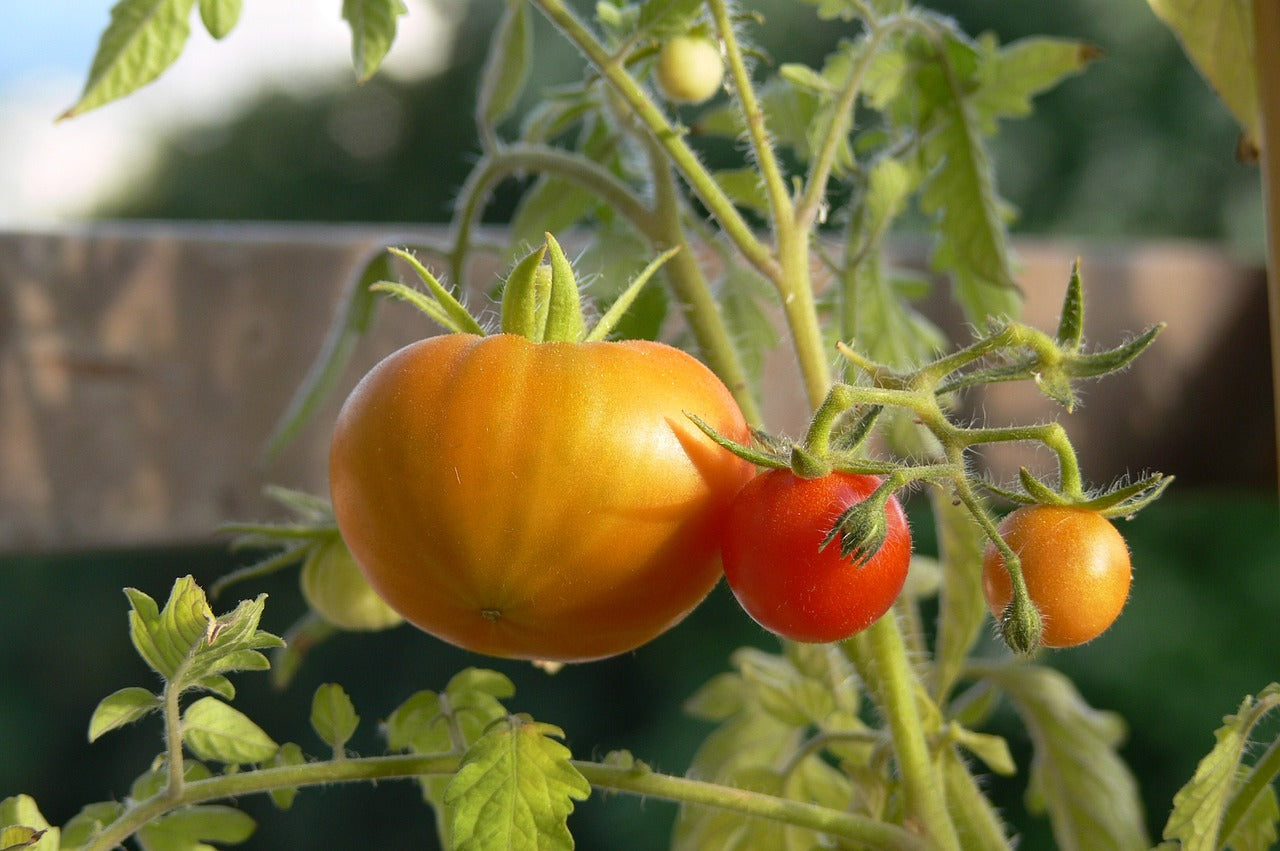 Red and yellow tomato seeds for planting