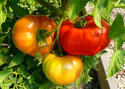 Red and Yellow Tomato seeds for home garden planting