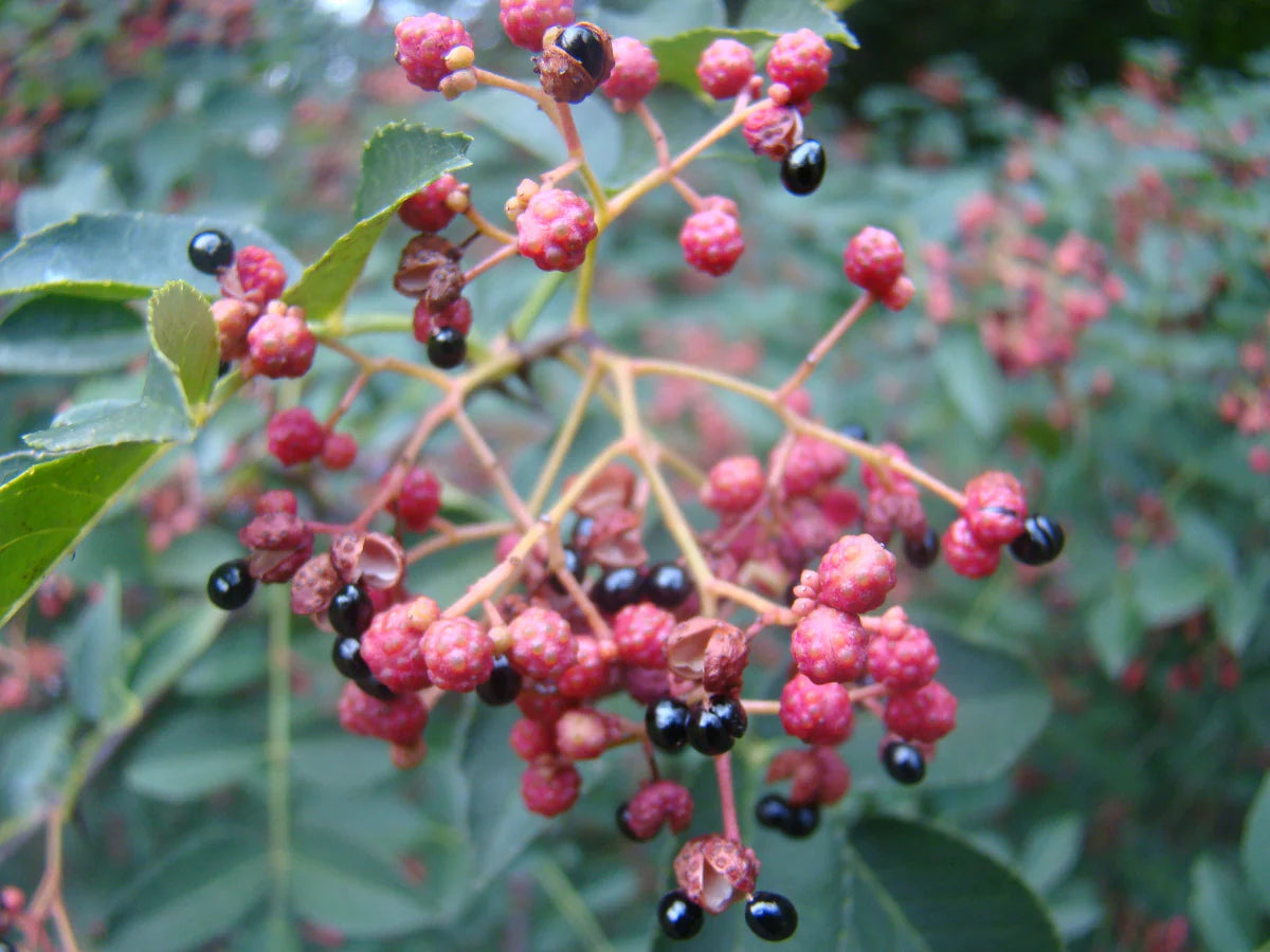 Red Zanthoxylum seeds for planting and home gardening