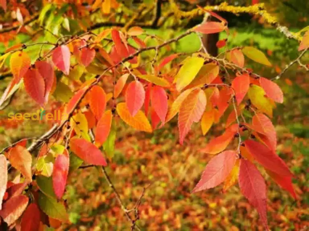 Red Zelkova Tree Seeds For Gardening & Planting - Ideal Landscaping Growth