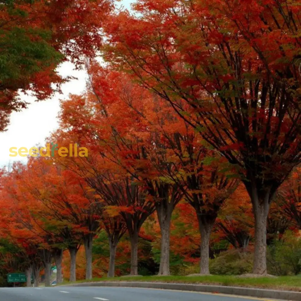 Red Zelkova Tree Seeds For Gardening & Planting - Ideal Landscaping Growth