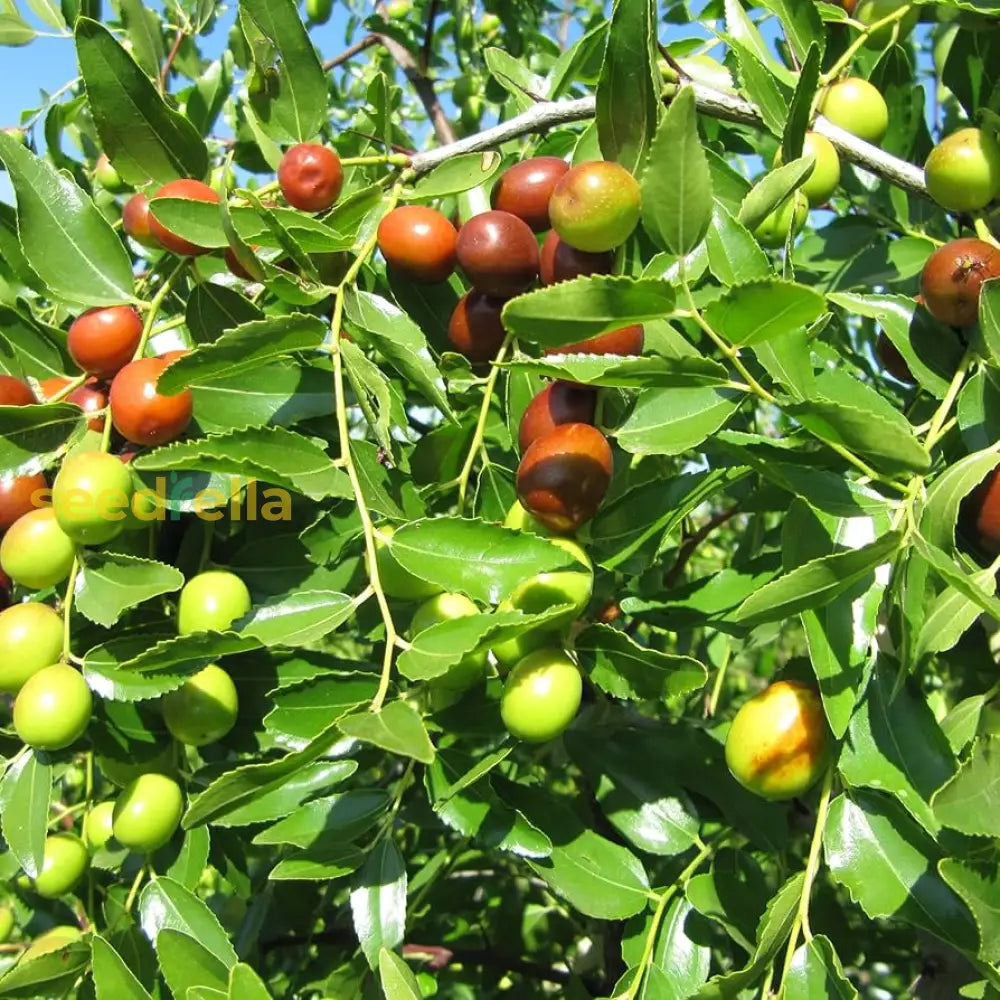 Red Ziziphus Jujube Fruit Seeds Planting Sweet