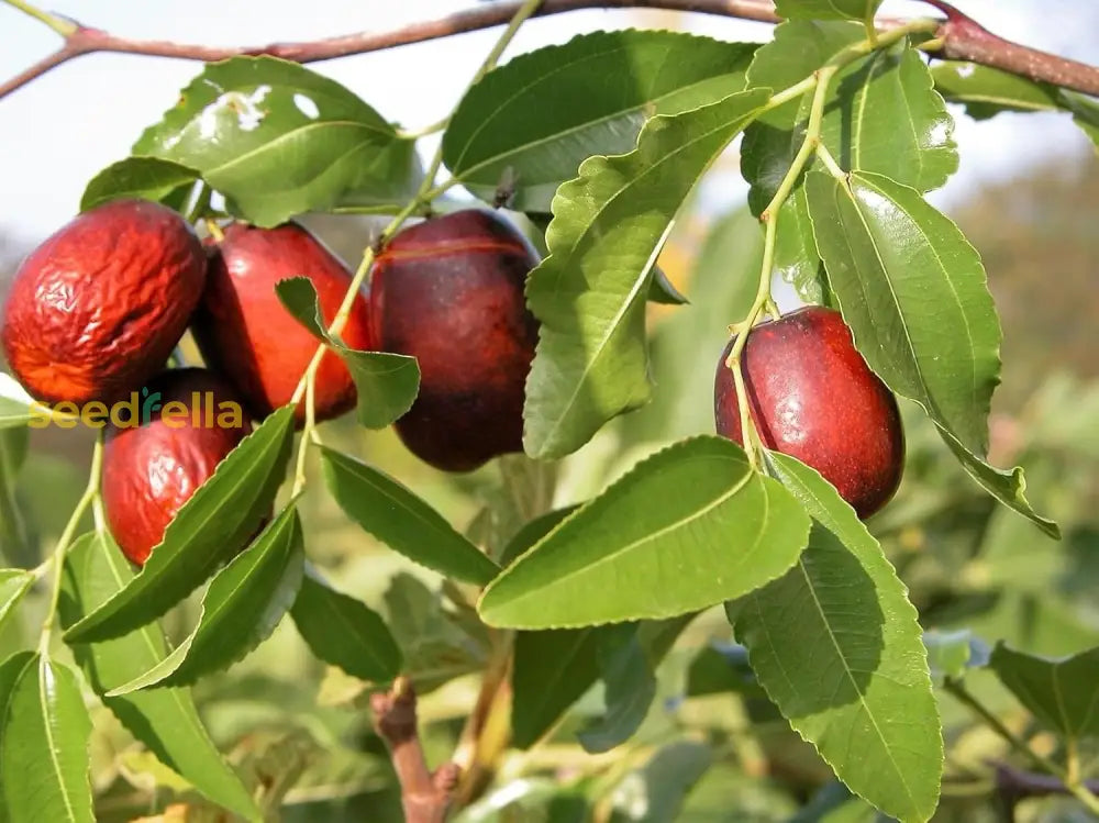 Red Ziziphus Jujube Fruit Seeds Planting Sweet