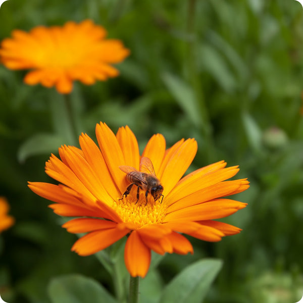 Resina Calendula seeds Calendula officinalis golden flowers