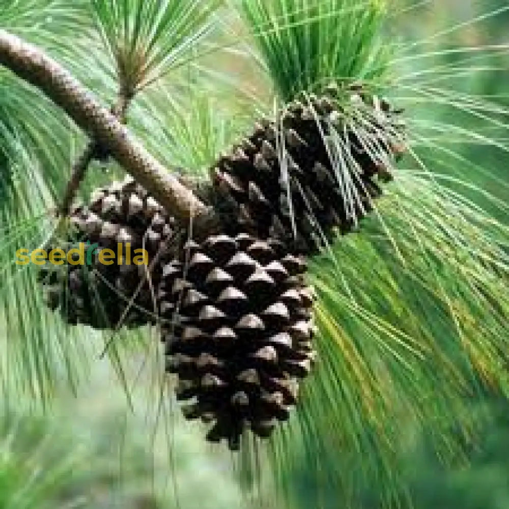 Close-up of Red Pine Tree Bark Texture