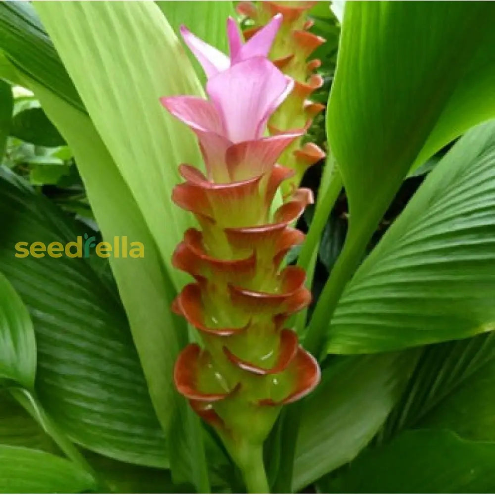 Rhizoma Curcuma Flower Seeds Planting