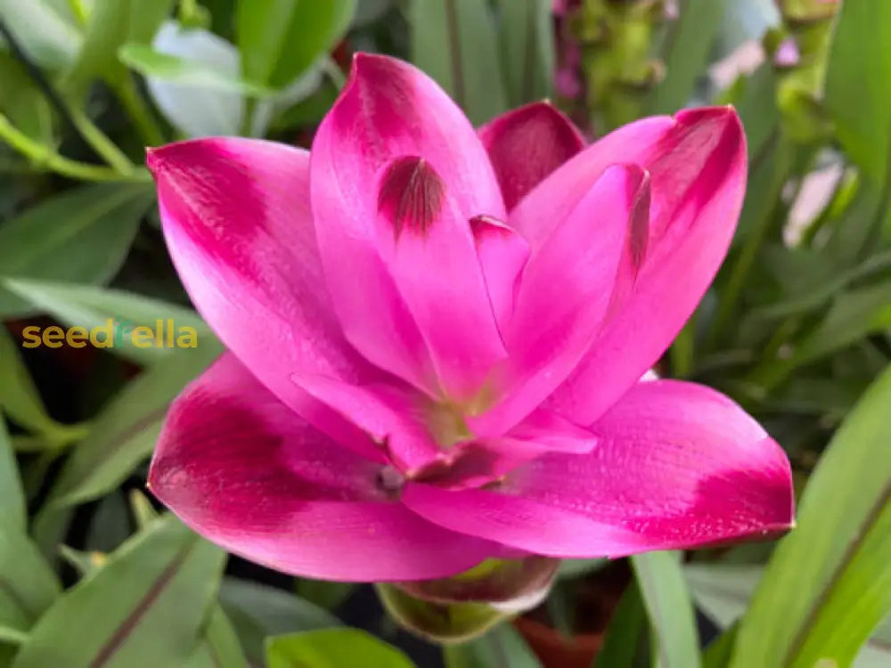 Rhizoma Curcuma Flower Seeds Planting