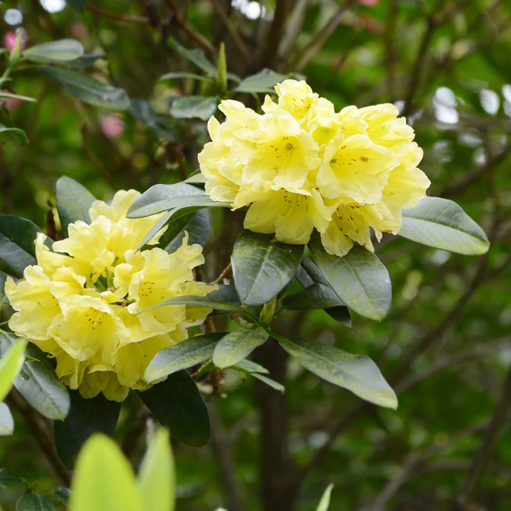 Close-up of yellow Rhododendron petals and leaves