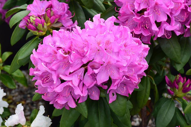 Pink Rhododendron shrubs enhancing a garden