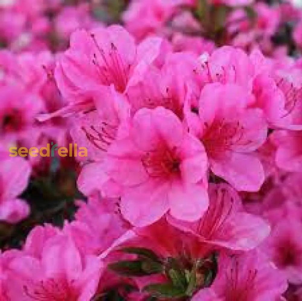 Rhododendron Pink Seeds For Planting Flower