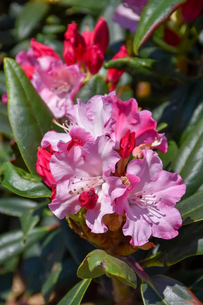 How to Grow Multi-Color Rhododendron Flowers