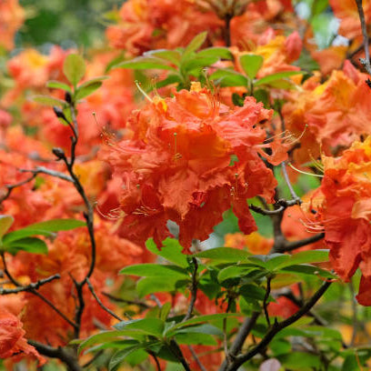 Rhododendron seedlings sprouting from soil