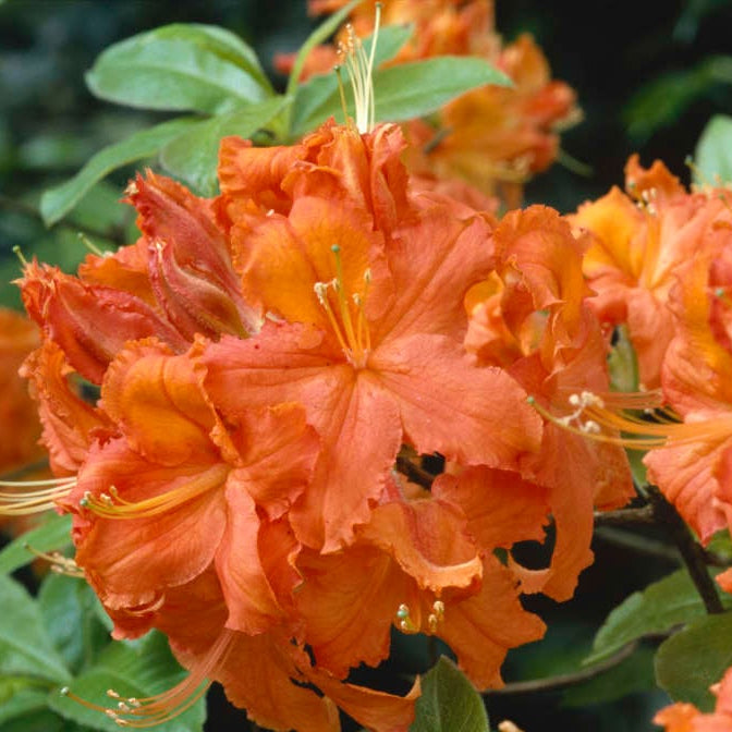 Rhododendron shrub with vibrant orange blossoms