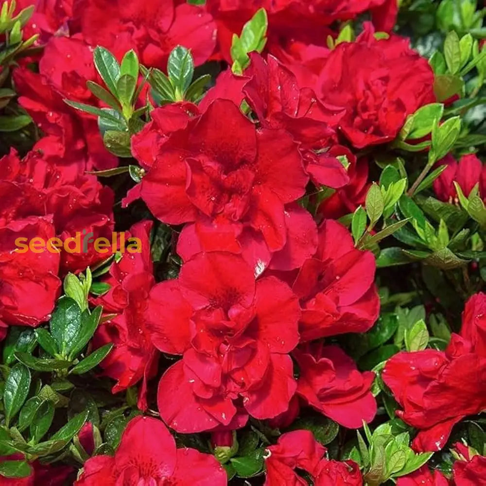 Rhododendron Simsii Mixed Flower Seeds