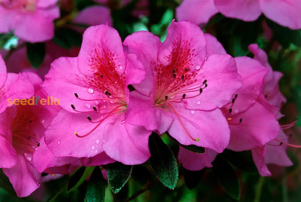 Rhododendron Simsii Mixed Flower Seeds