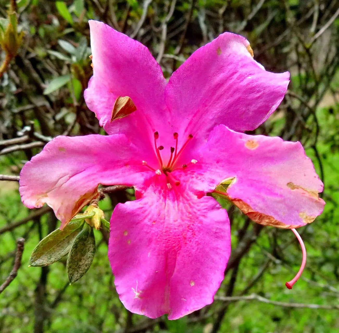 Rhododendron Simsii Mixed Flower Seeds