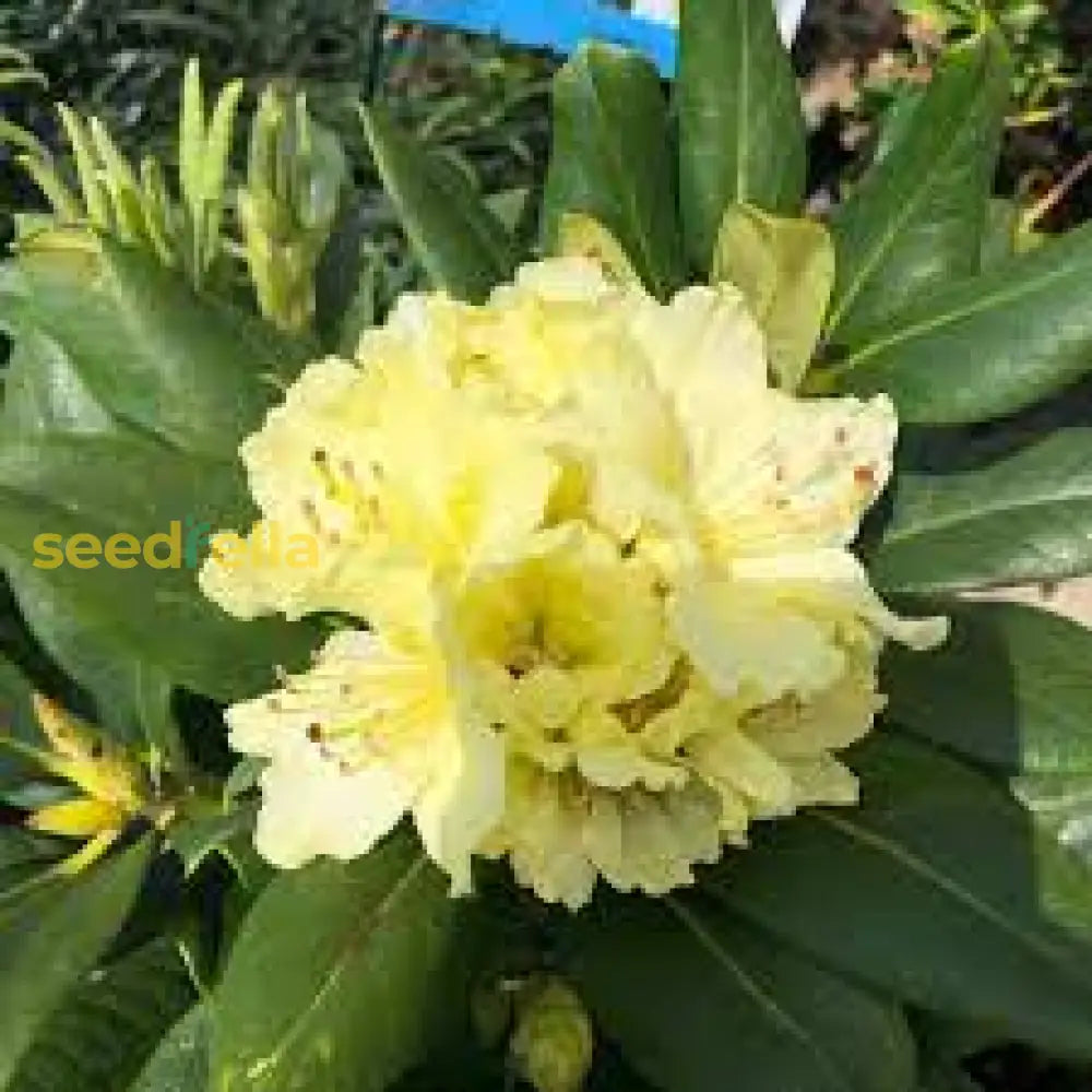 Yellow Rodedendron Buy Rhododendron Yellow Flower Seeds - Perfect for Planting in Your Garden