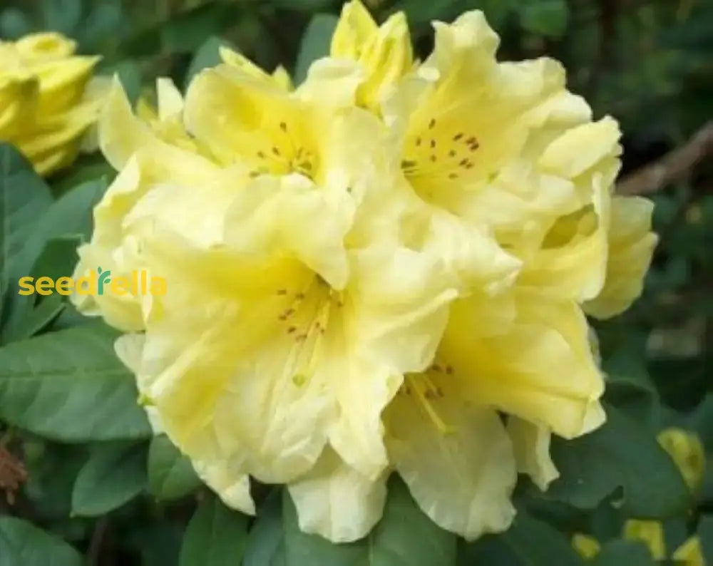 Rhododendron Yellow Flower Seeds - Perfect For Planting In Your Garden