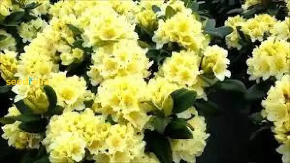 Rhododendron Yellow Flower Seeds - Perfect For Planting In Your Garden