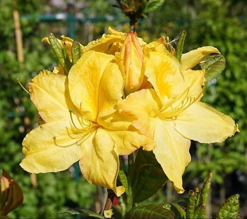 Rhododendron Yellow Flower Seeds for Planting