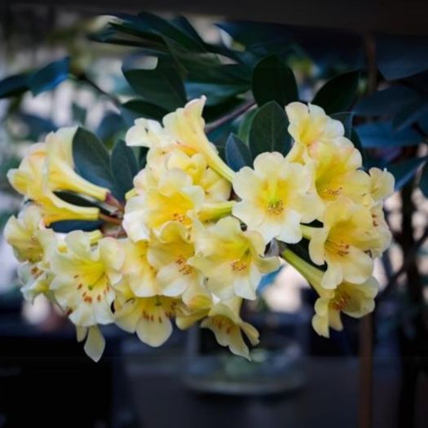 Yellow Rhododendron growing in a garden display