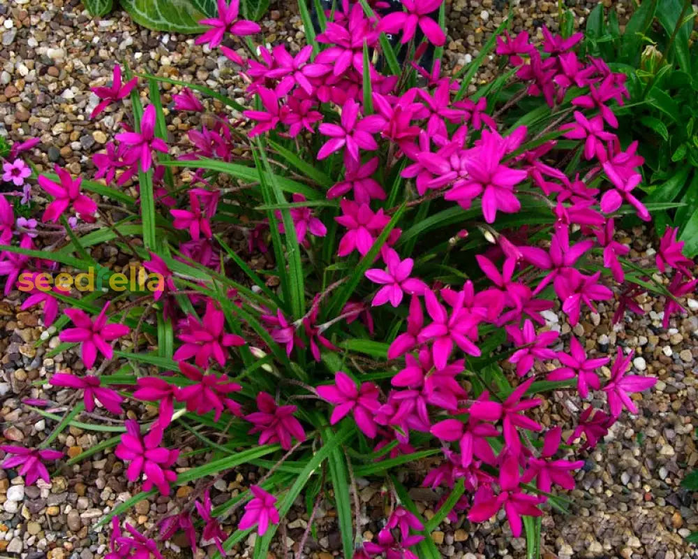 Rhodohypoxis Flower Planting Seeds