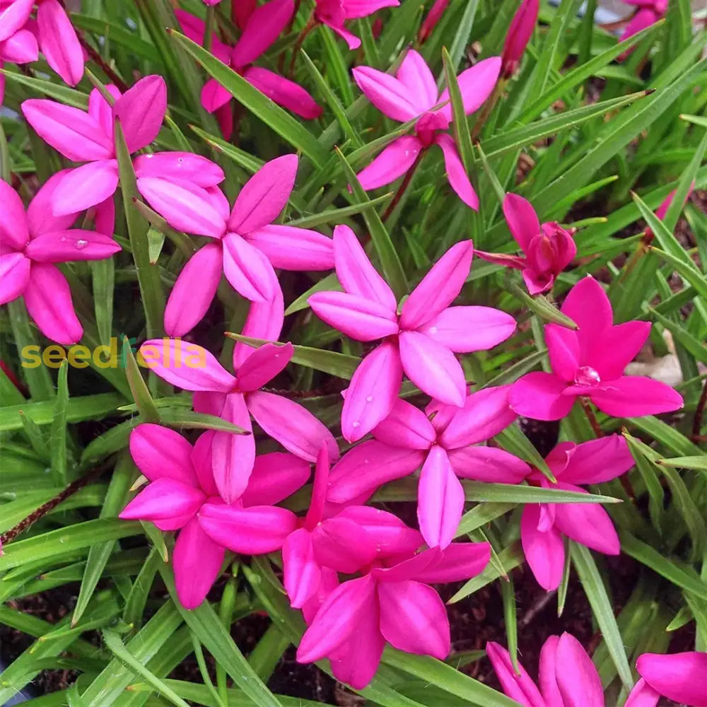 Rhodohypoxis Flower Planting Seeds