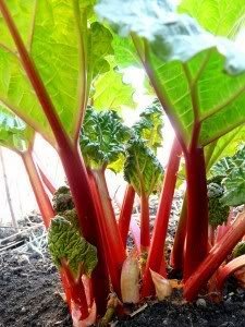 Rhubarb pieplant growing in a backyard garden
