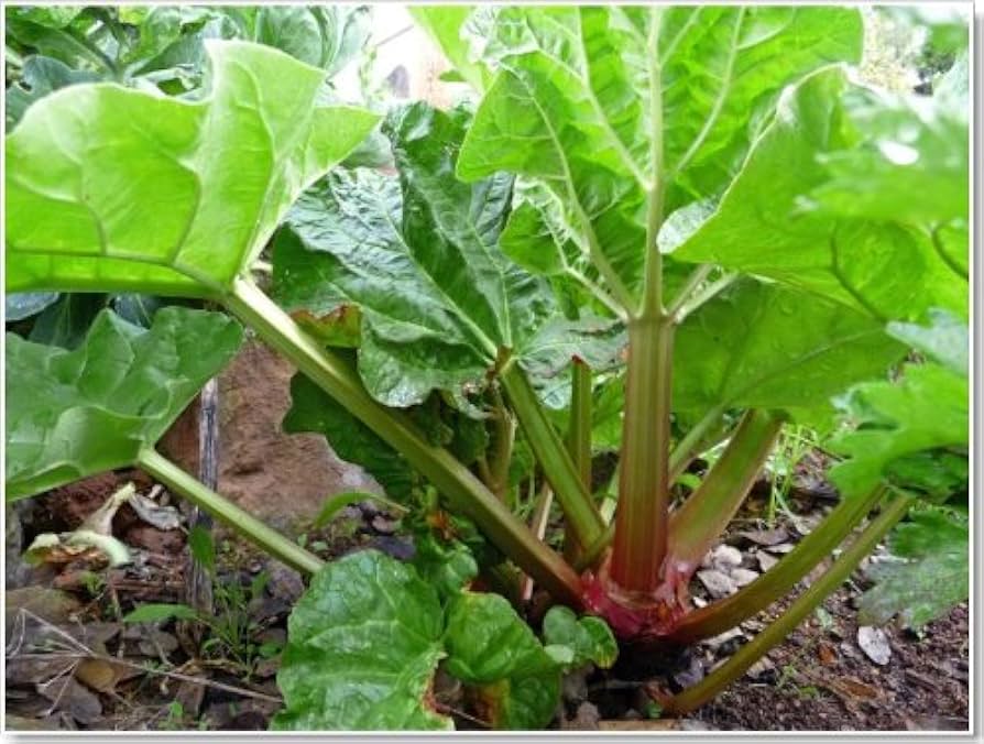 Rhubarb Pieplant Seeds – Glaskins Perpetual Non-GMO Perennial Vegetable