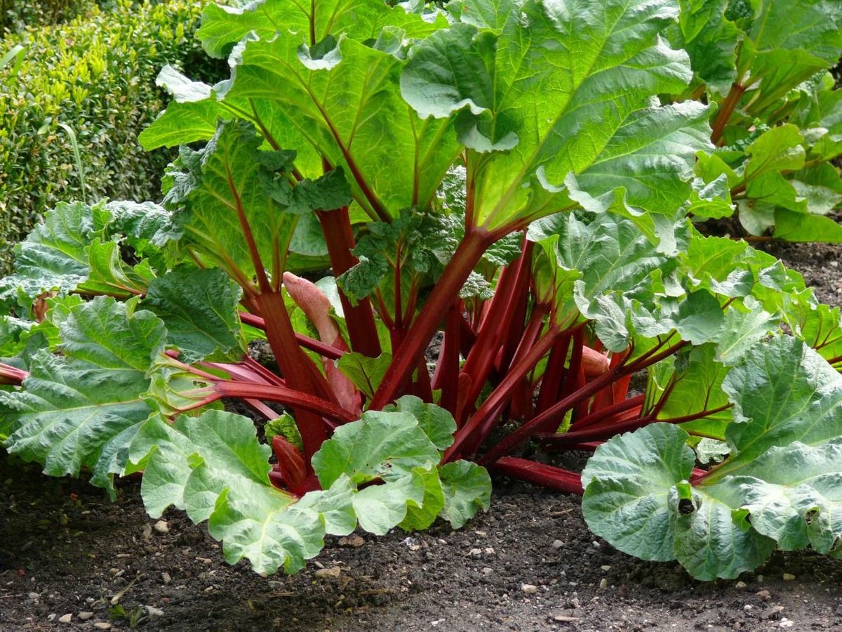 Rhubarb Vegetable Seeds For Planting