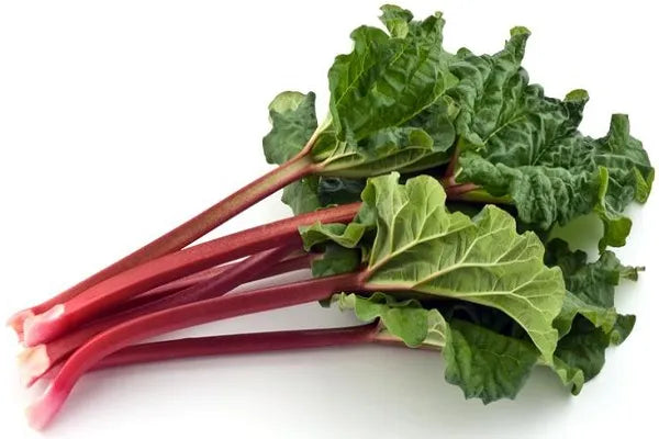 Young Rhubarb seedlings ready for transplant