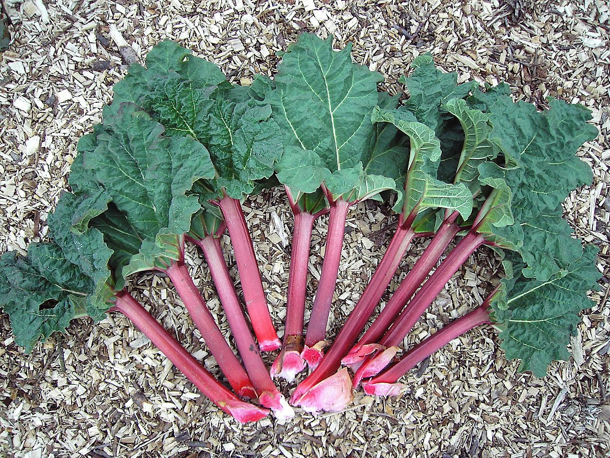 Harvest-ready Rhubarb stalks from seeds