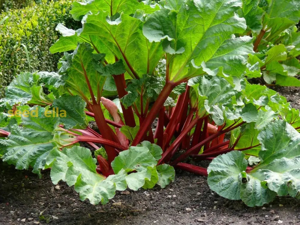 Rhubarb Vegetable Seeds For Planting