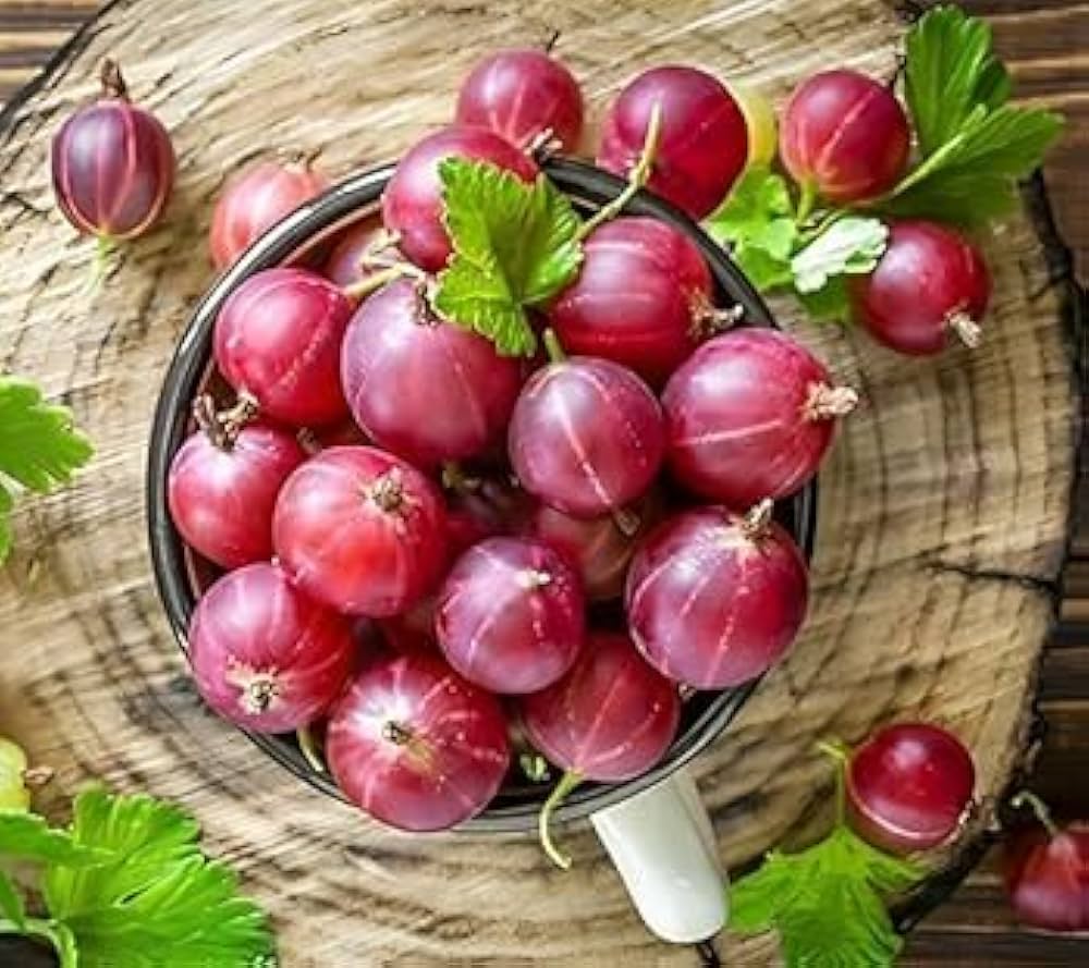 Ribes uva-crispa seedlings sprouting