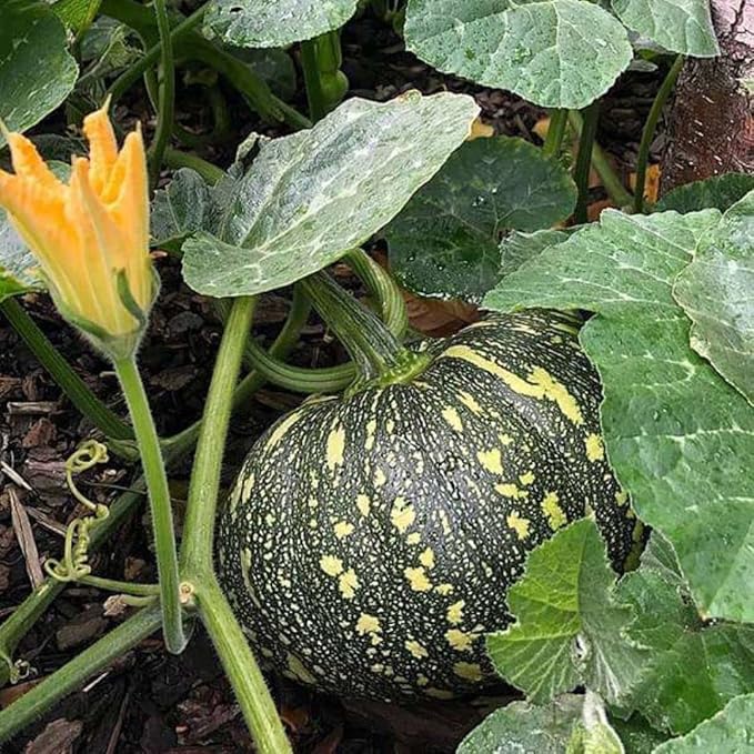 Rican Pumpkin Cucurbita spp seeds for planting